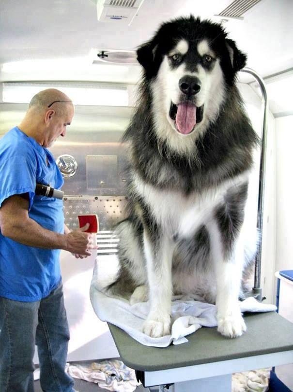 Dogs Who Are Bigger Than Their Owners Photos