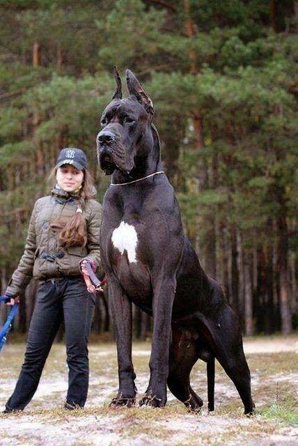 Dogs Who Are Bigger Than Their Owners Photos