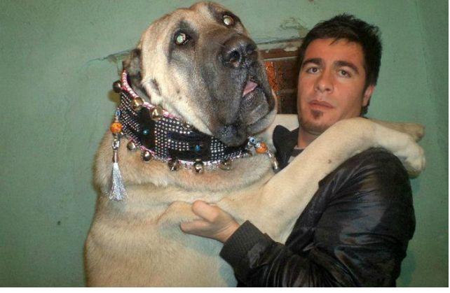 Dogs Who Are Bigger Than Their Owners Photos