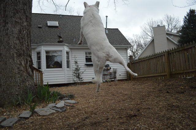 Dogs Who Are Bigger Than Their Owners Photos