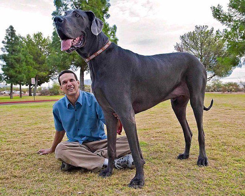 Dogs Who Are Bigger Than Their Owners Photos