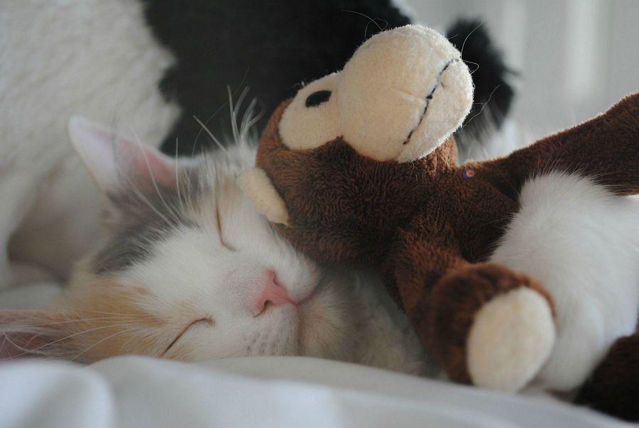 Happiest Photos Ever Taken Will Make You Happy
