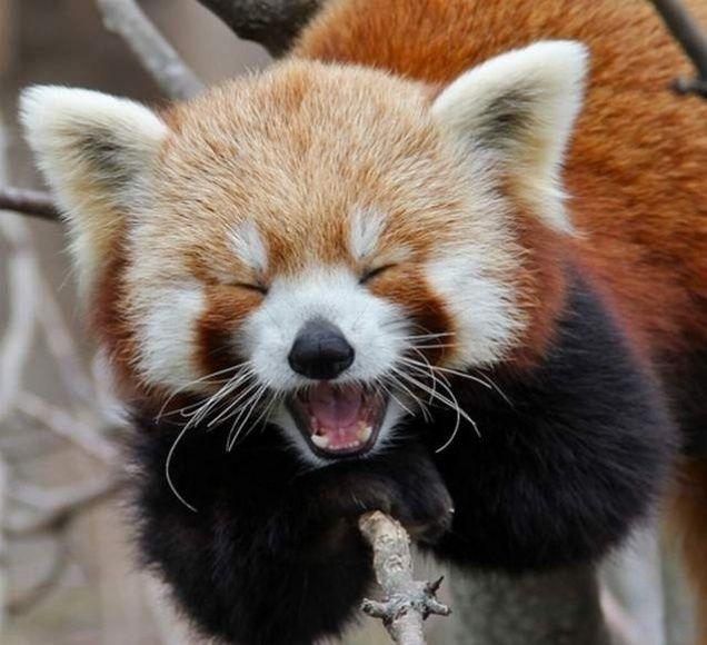 Happiest Photos Ever Taken Will Make You Happy