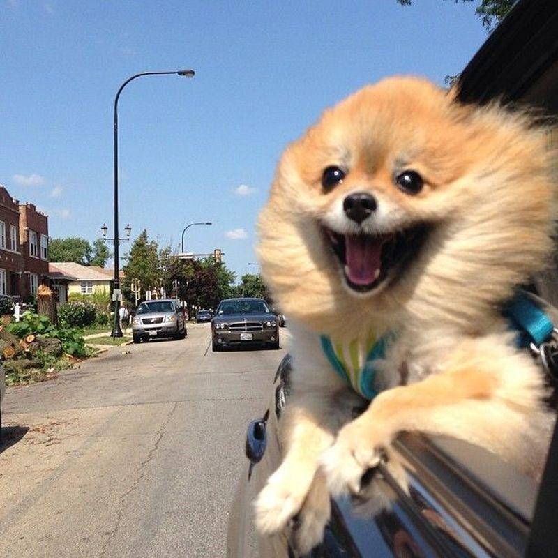 Happiest Photos Ever Taken Will Make You Happy