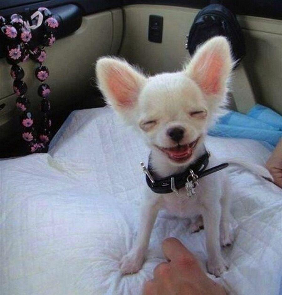 Happiest Photos Ever Taken Will Make You Happy