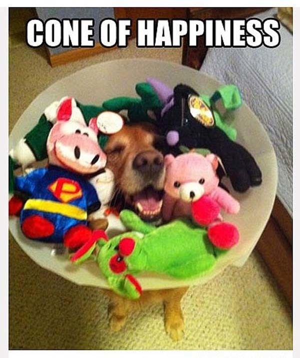Happiest Photos Ever Taken Will Make You Happy