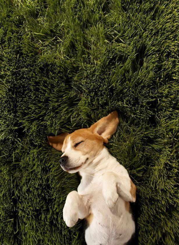 Happiest Photos Ever Taken Will Make You Happy