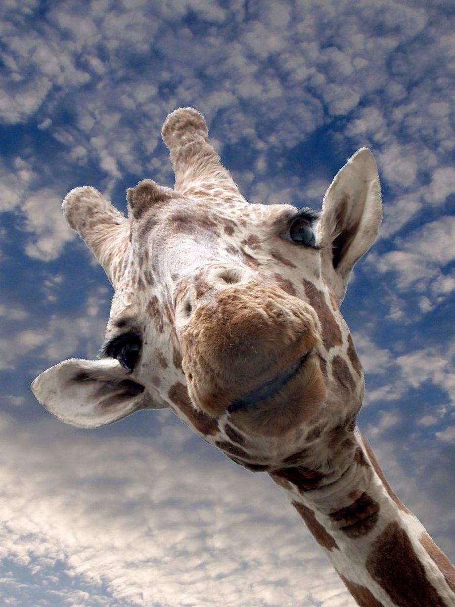 Happiest Photos Ever Taken Will Make You Happy