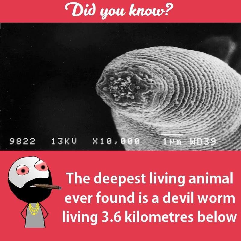 Interesting facts about animals