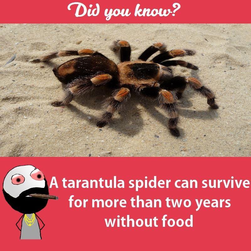 Interesting facts about animals