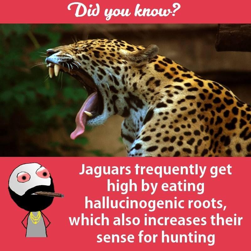 Interesting facts about animals