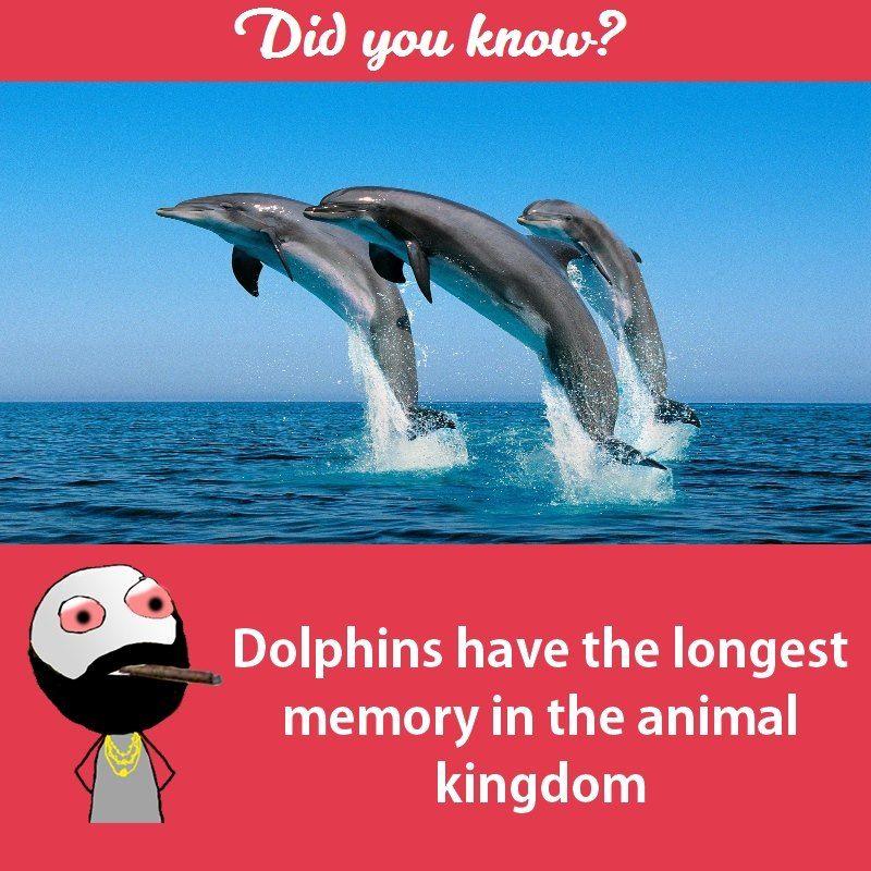 Interesting facts about animals