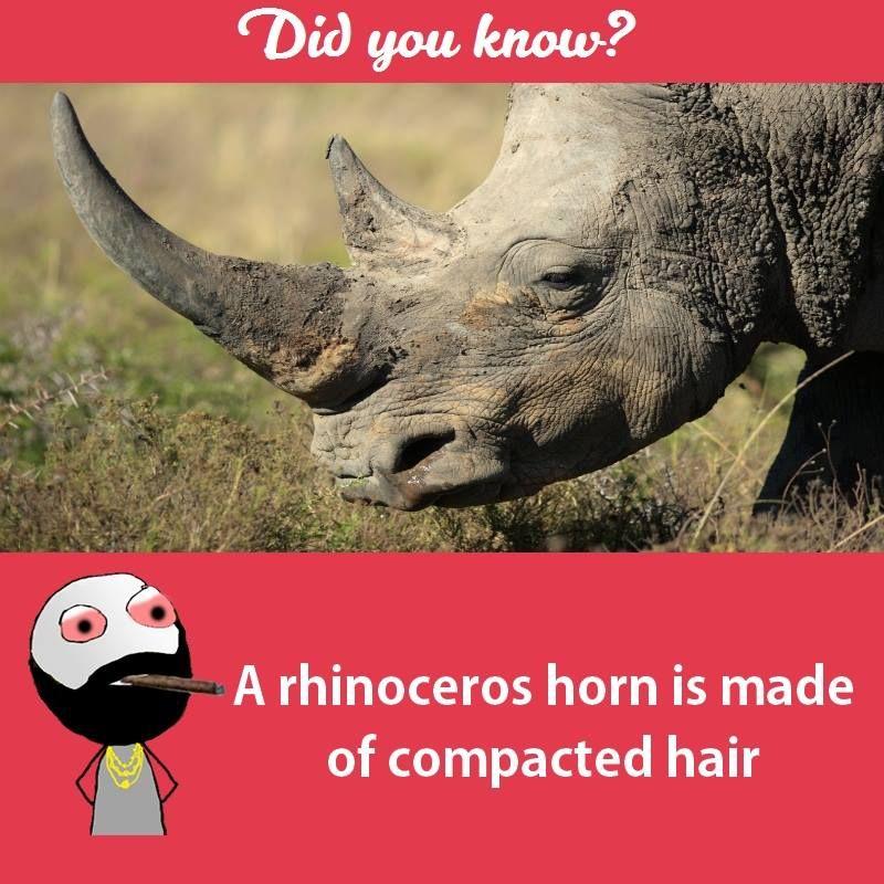 Interesting facts about animals