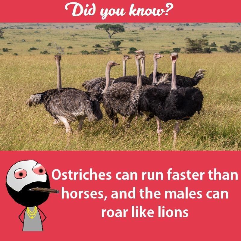 Interesting facts about animals