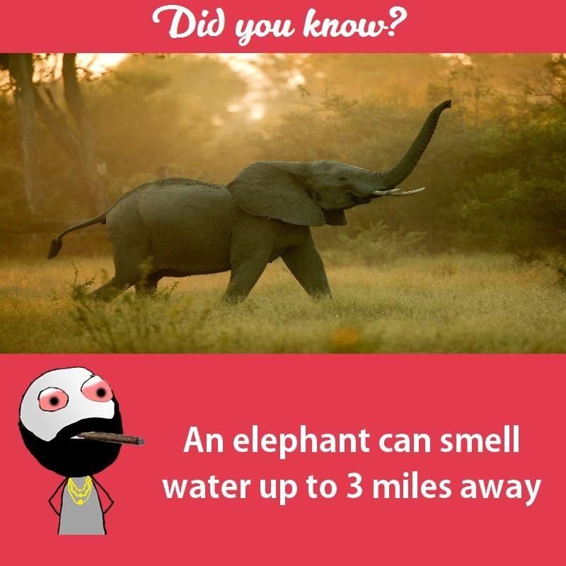 Interesting facts about animals