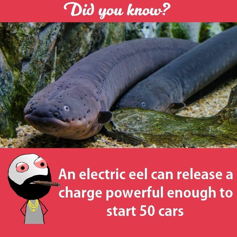 Interesting facts about animals