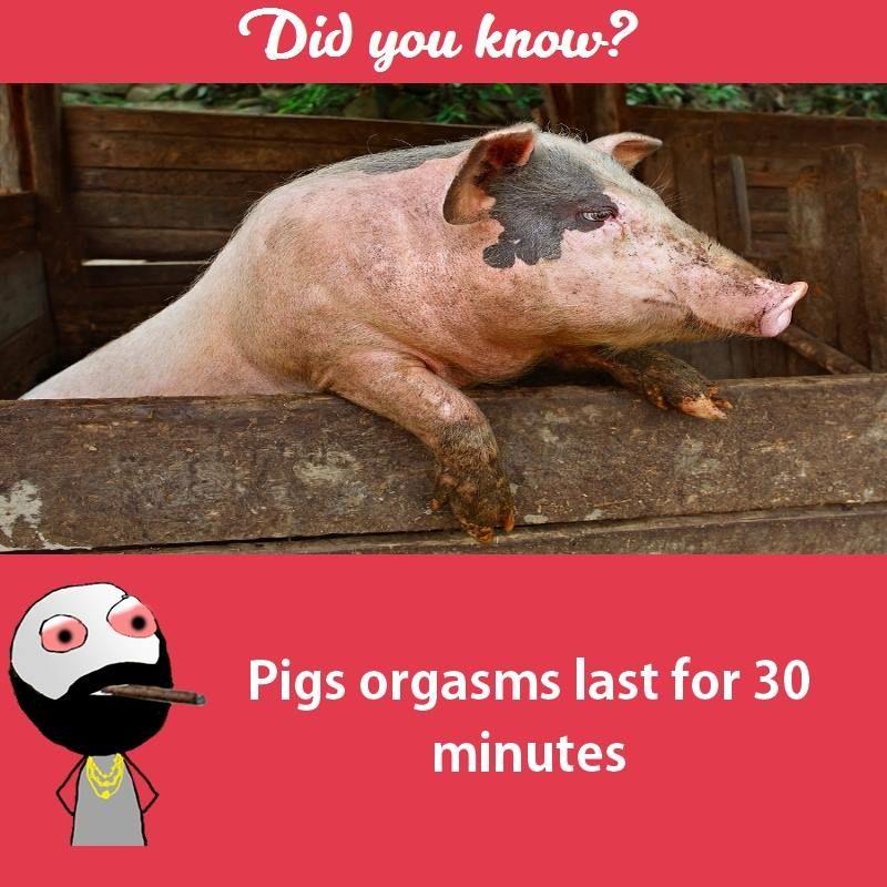 Interesting facts about animals