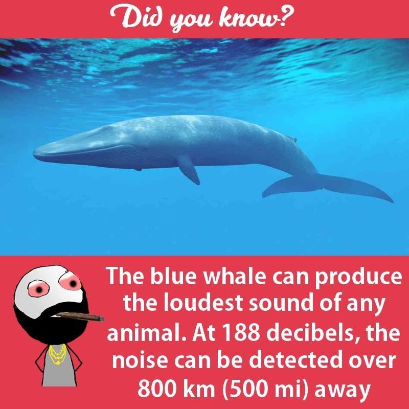 Interesting facts about animals