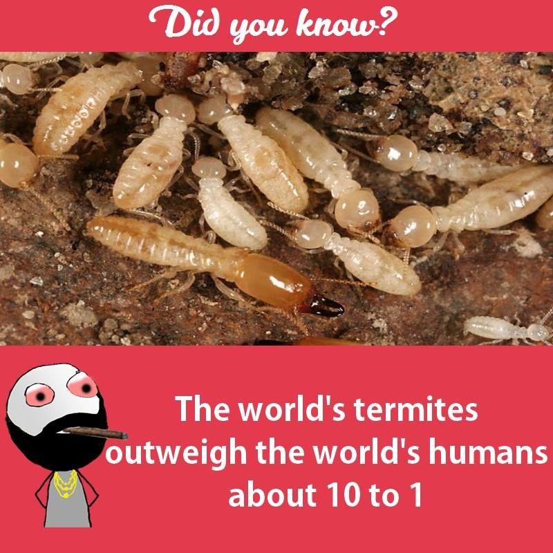 Interesting facts about animals