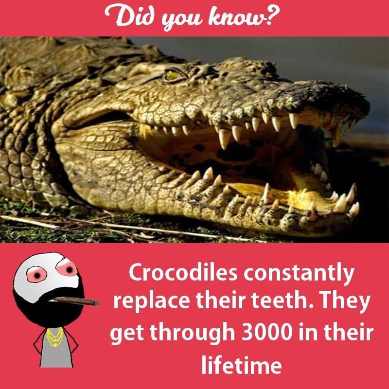 Interesting facts about animals