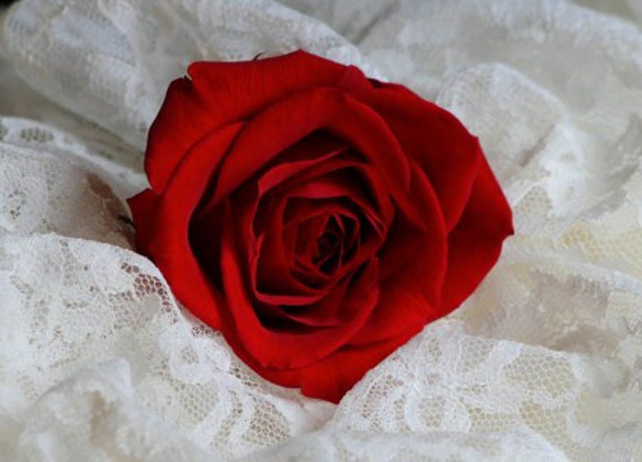 Love Red Rose Flower Pictures