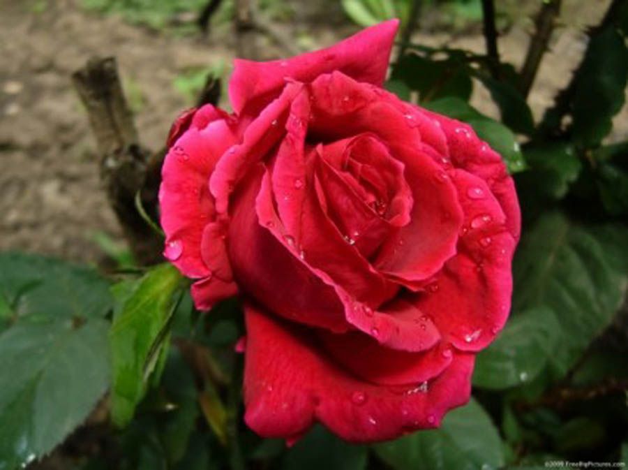 Love Red Rose Flower Pictures