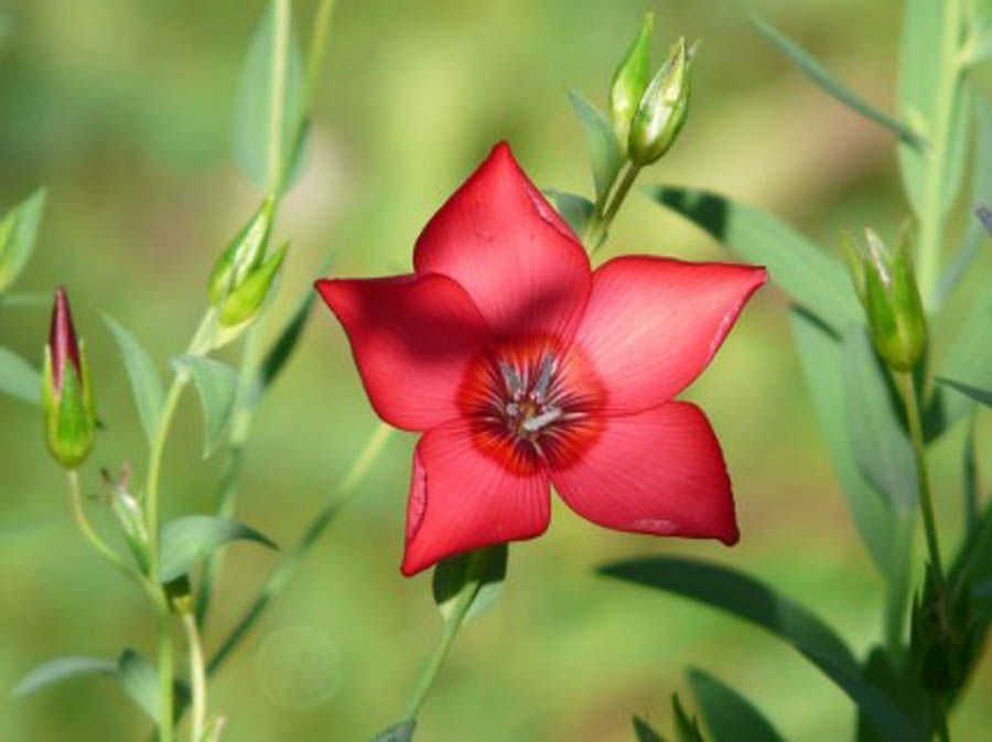 Love Red Rose Flower Pictures