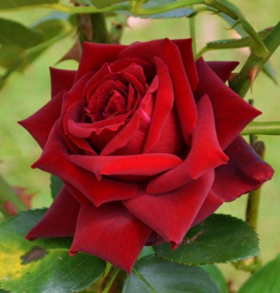 Love Red Rose Flower Pictures
