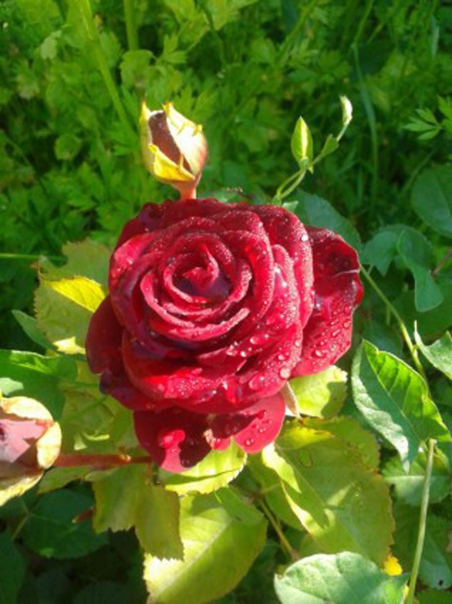 Love Red Rose Flower Pictures