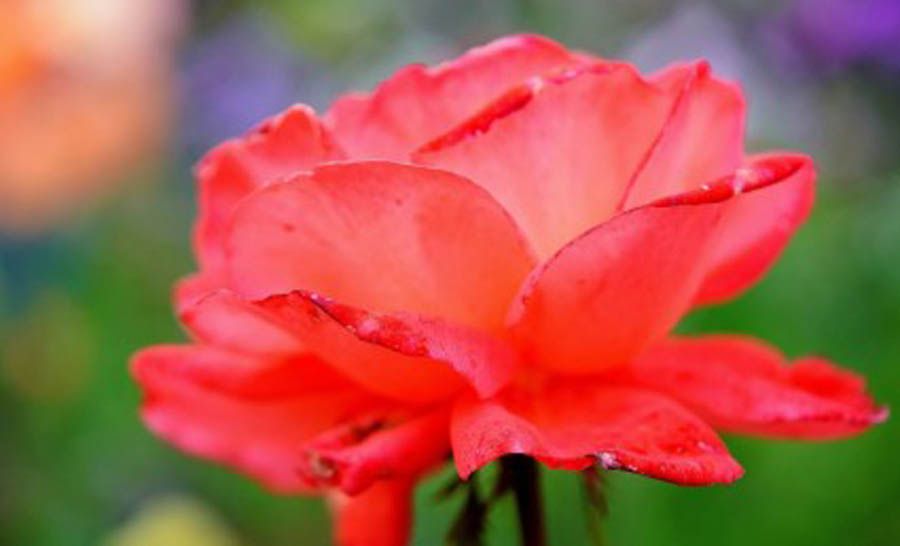 Love Red Rose Flower Pictures