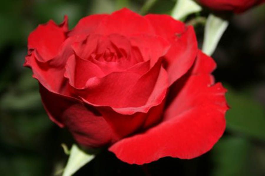 Love Red Rose Flower Pictures