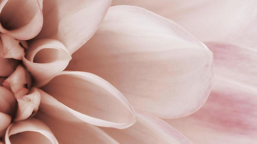 Most Beautiful Flowers Wallpaper Photos