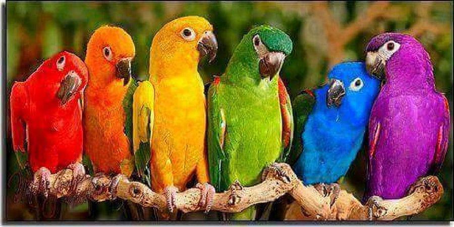 Most Colourful Birds in the World