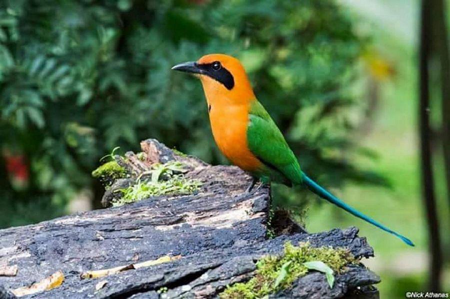 Most Colourful Birds in the World