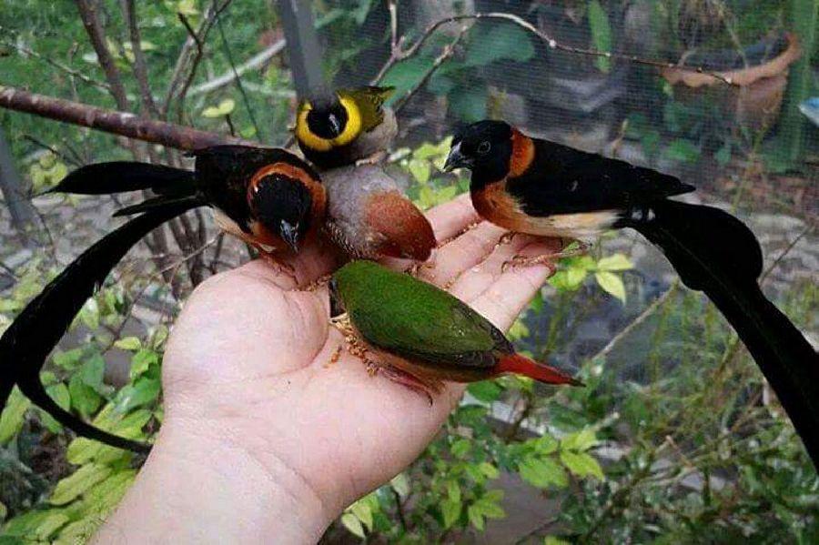 Most Colourful Birds in the World