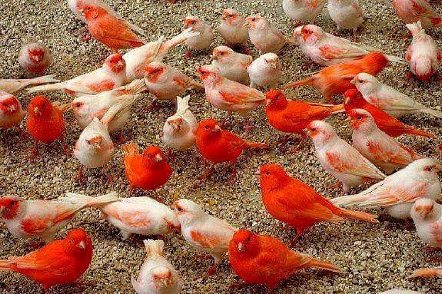 Most Colourful Birds in the World