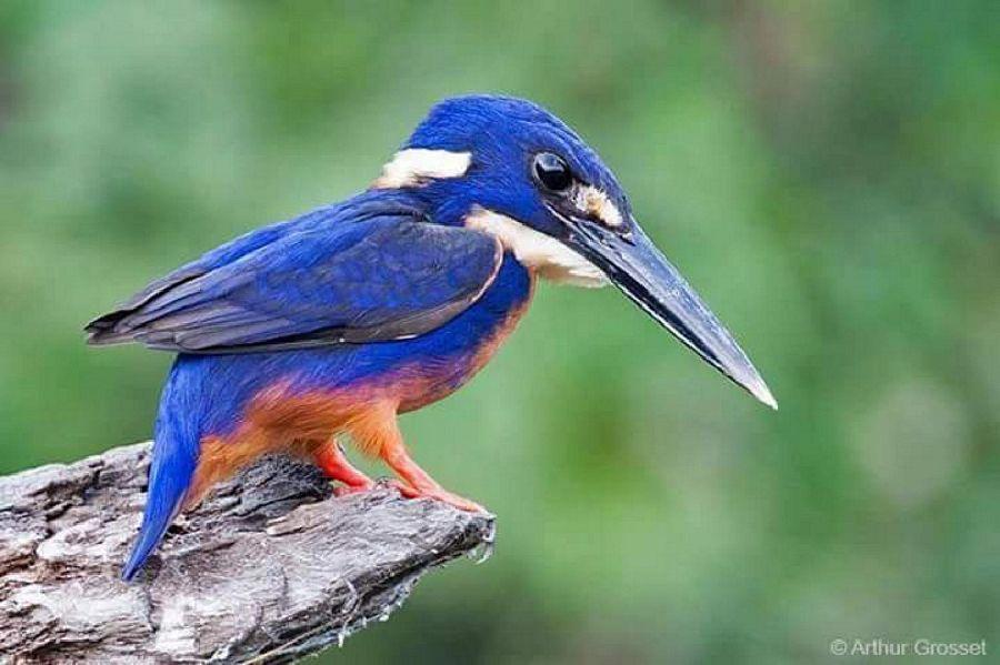 Most Colourful Birds in the World