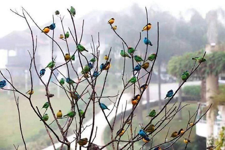 Most Colourful Birds in the World