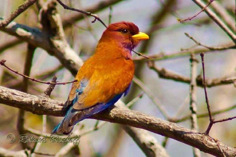 Most Colourful Birds in the World