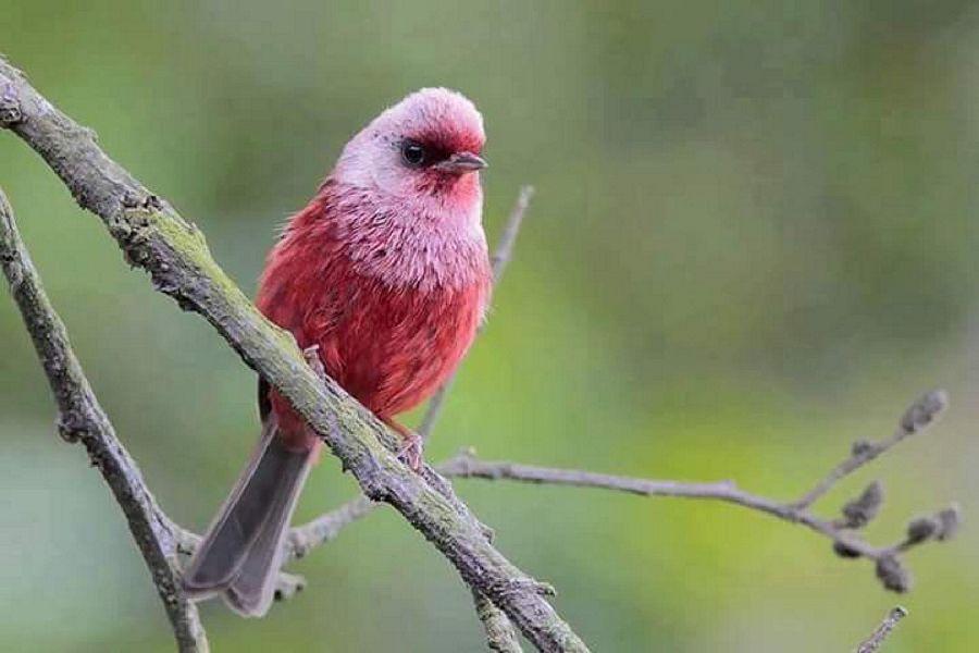 Most Colourful Birds in the World