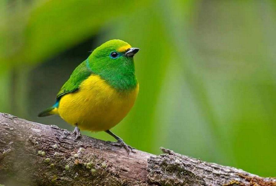 Most Colourful Birds in the World