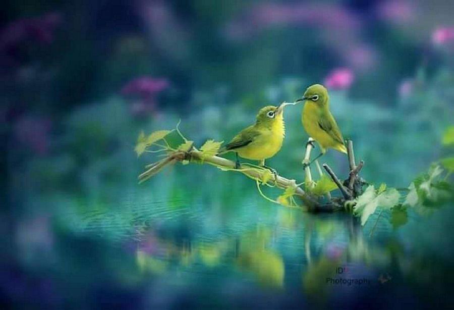 Most Colourful Birds in the World