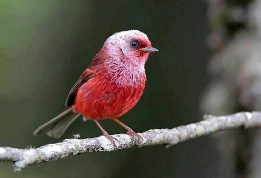 Most Colourful Birds in the World