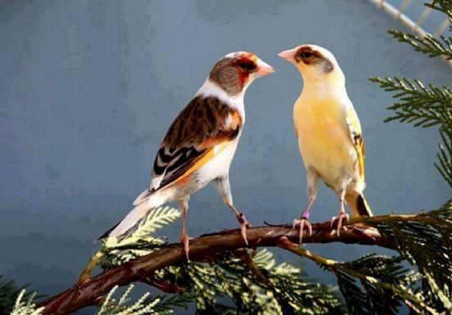 Most Colourful Birds in the World