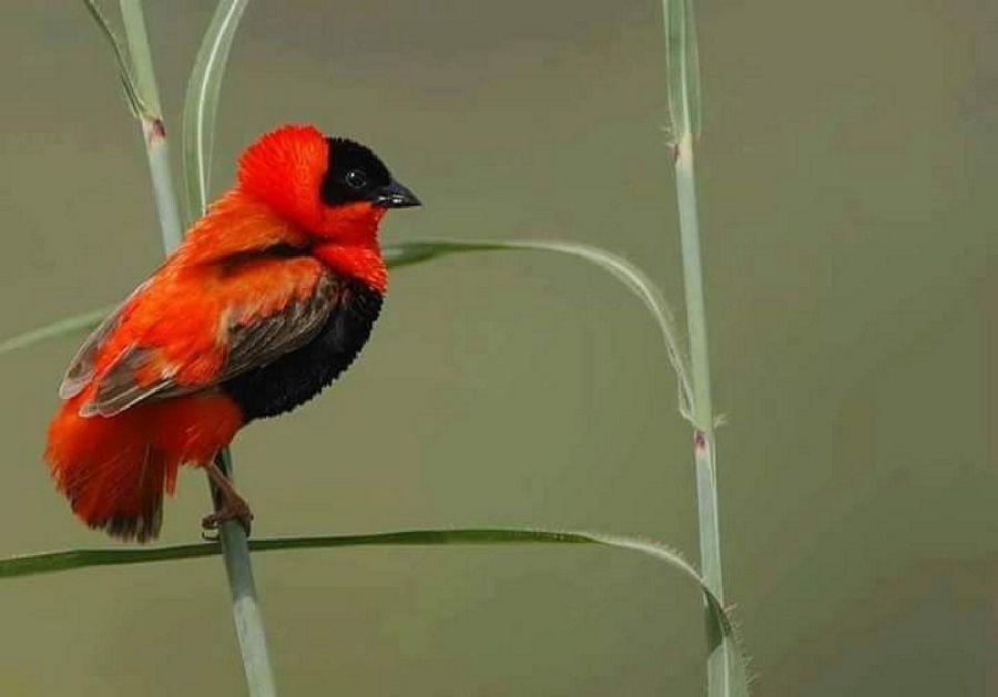 Most Colourful Birds in the World