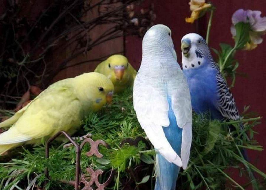 Most Colourful Birds in the World