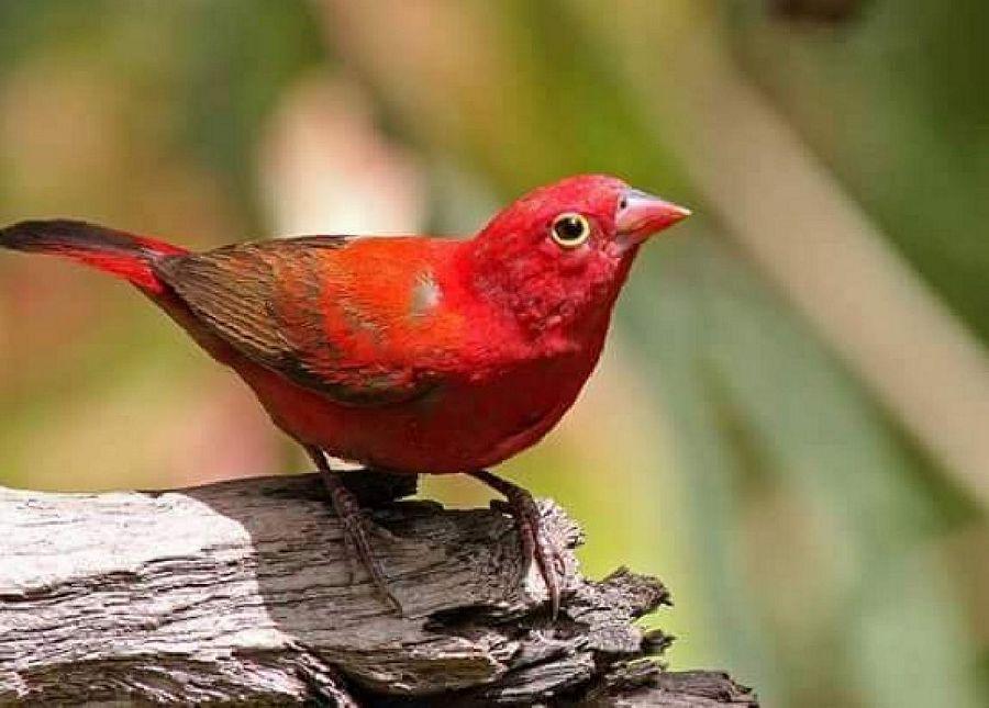 Most Colourful Birds in the World