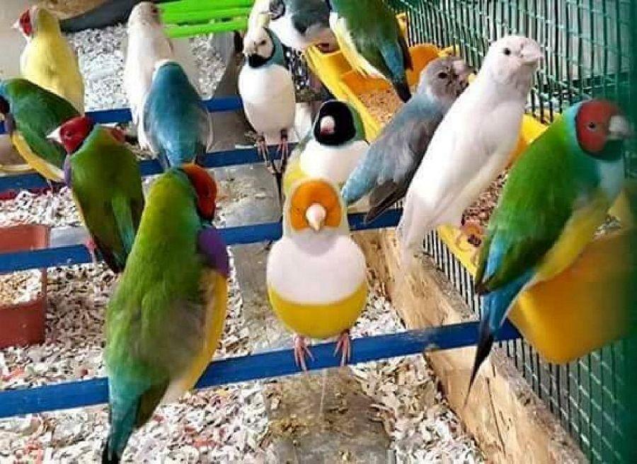 Most Colourful Birds in the World