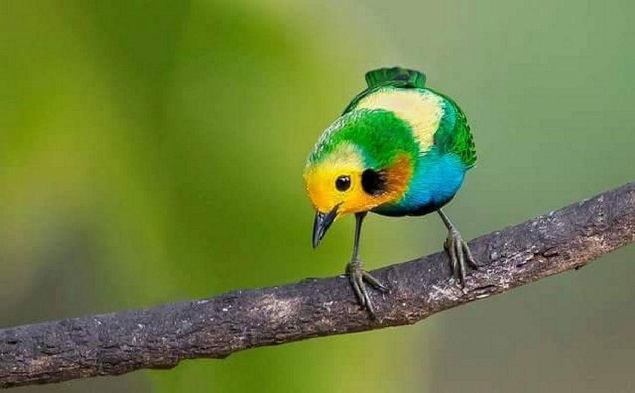 Most Colourful Birds in the World