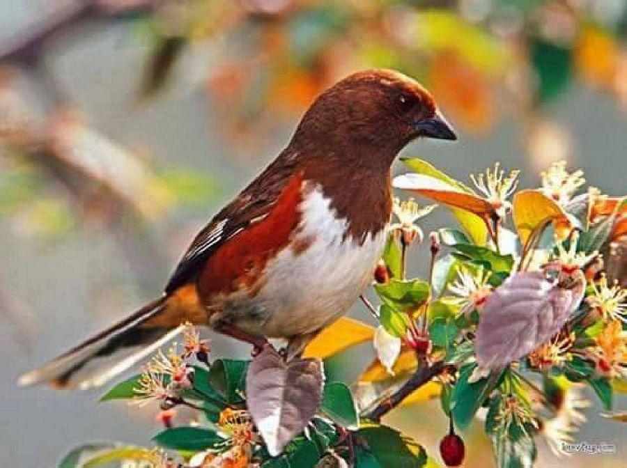 Most Colourful Birds in the World